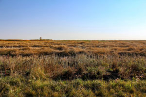 ponoka_county_feedlots_farming_maskwacis